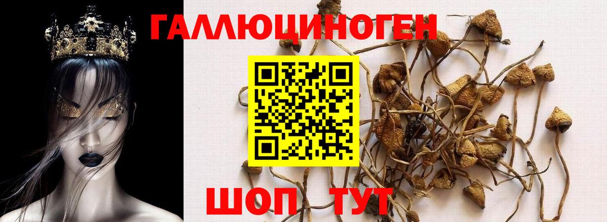 Псилоцибиновые грибы Psilocybe  Вход с VPN  Советская Гавань 